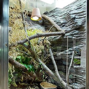 Beauty rat snake + stick insect exhibit