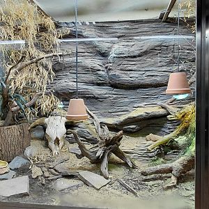 Savannah monitor exhibit