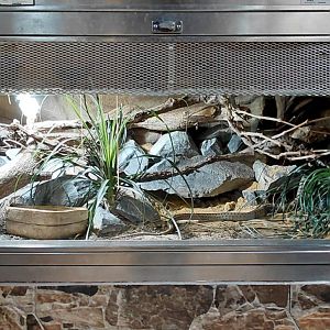 Spotted whip snake exhibit