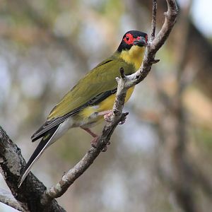 Australian Figbird (Sphecotheres viridis), male