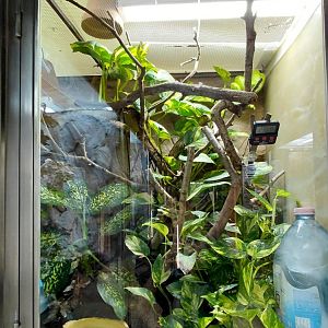 Python + tree frog exhibit