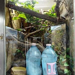Python + tree frog exhibit