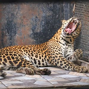Sriayuthaya Lion Park - Leopard