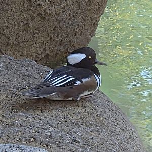 Hooded Merganser - Zoo Knoxville
