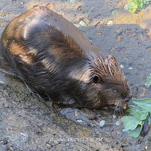 North American Beaver - Xoo Knoxville