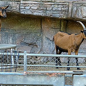 Oberhasli Goat - Zoo Knoxville