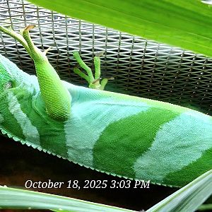 Fiji Banded Iguana - Zoo Knoxville