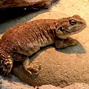 Taylor's Shield-Tailed Agama - Zoo Knoxville