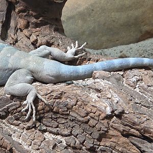 Baja Blue Rock Lizard - Zoo Knoxville
