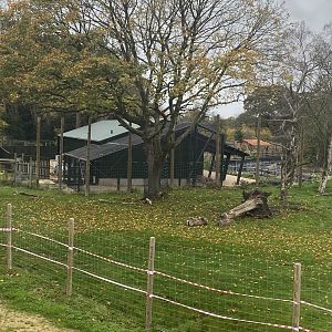 African grey parrot and slender-snouted crocodile house