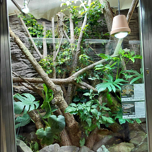 Frilled lizard + skink exhibit