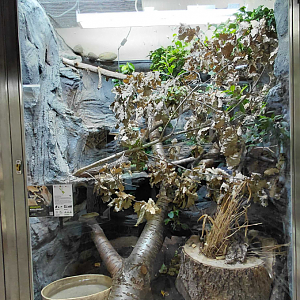 Boa constrictor exhibit