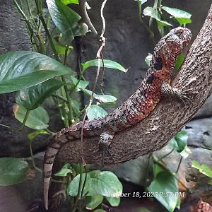 Chinese Crocodile Lizard - Zoo Knoxville