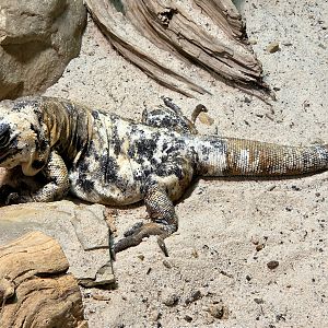 San Esteban Chuckwalla - Zoo Knoxville