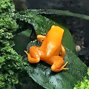 Golden Mantella - Zoo Knoxville