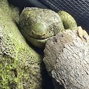 Prehensile-Tailed Skink - Zoo Knoxville
