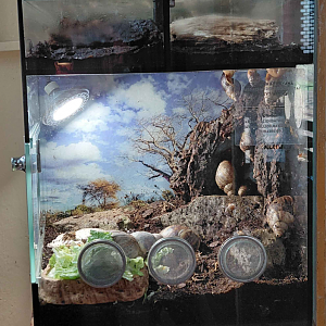 Snail + isopod exhibits