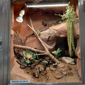 Fan-footed gecko exhibit