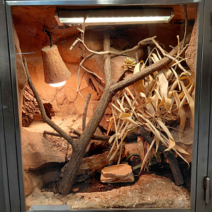 White-spotted wall gecko exhibit