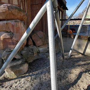 Aardvark outdoor exhibit