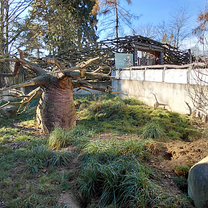 Meerkat outdoor exhibit