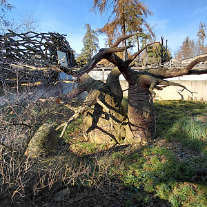 Meerkat outdoor exhibit