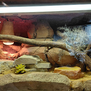 African house snake exhibit