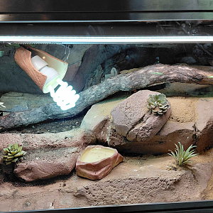 Cape coral snake exhibit