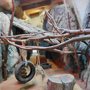 Honey badger indoor exhibit