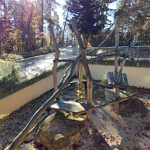 Honey badger outdoor exhibit