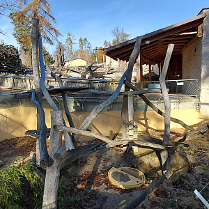 Honey badger outdoor exhibit