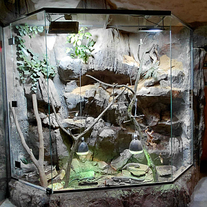 Tortoise + lizard exhibit
