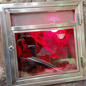 Assassin bug exhibit