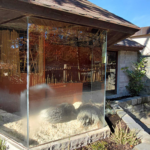 Porcupine indoor exhibit
