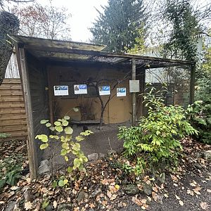 Golden Pheasant Aviary