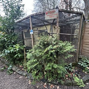 Congo Gray Parrot Aviary