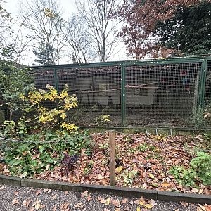 Scarlet Macaw Aviary