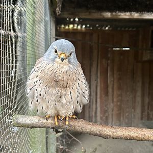 European Kestrel