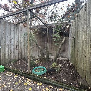 Striated Caracara Aviary