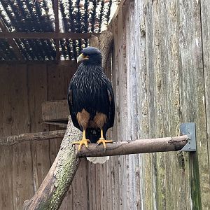Striated Caracara