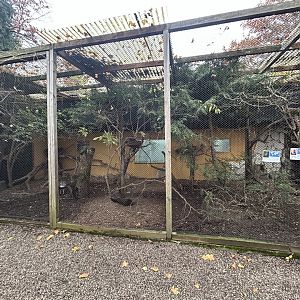 Southeast Asian Bird Aviary