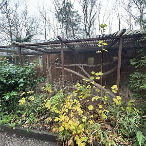 Australian Magpie Aviary