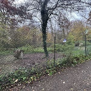 Great White Pelican Exhibit