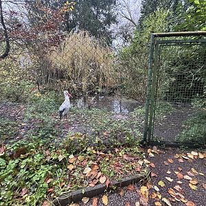 White Stork Exhibit