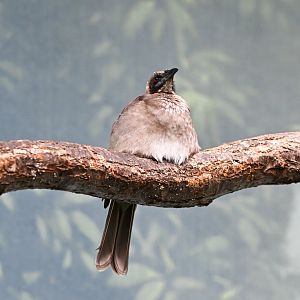Helmeted friarbird