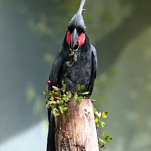 Palm cockatoo