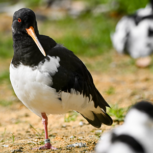 Eurasian oystercatcher
