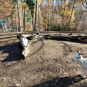 Domestic goat exhibit