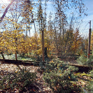 Eurasian lynx exhibit #1