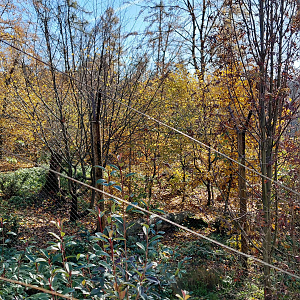 Eurasian lynx exhibit #1